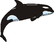 Orca gross