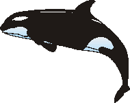 Orca gross